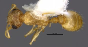 Media type: image;   Entomology 35259 Aspect: habitus dorsal view
